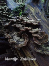 Viltig judasoor [Auricularia mesenterica]